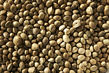 9 полезных эффектов от семян конопли