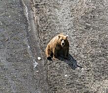 Следы «медведя» на лыжне в ямальском селе оставил человек