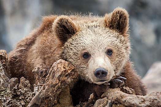 Россиянка отпугнула дикого медвежонка рыком