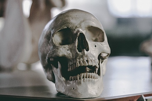 Грибники в подмосковном лесу вместо боровиков нашли человеческий череп