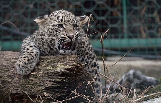 Нацпарк "Земля леопарда" закрыли для туристов