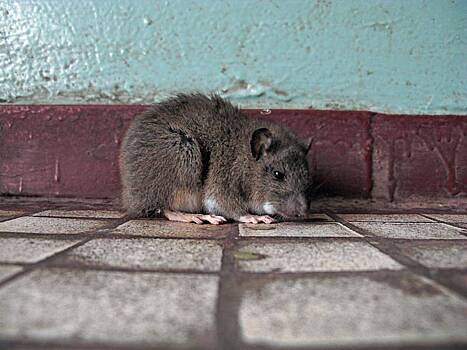 Полчища крыс захватили ЖК застройщика ПИК в Подмосковье