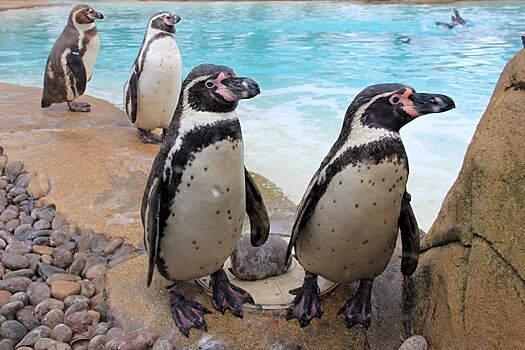 Ученые обнаружили два неизвестных вымерших вида пингвинов