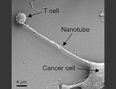 Раковые клетки высасывают митохондрии с помощью щупалец