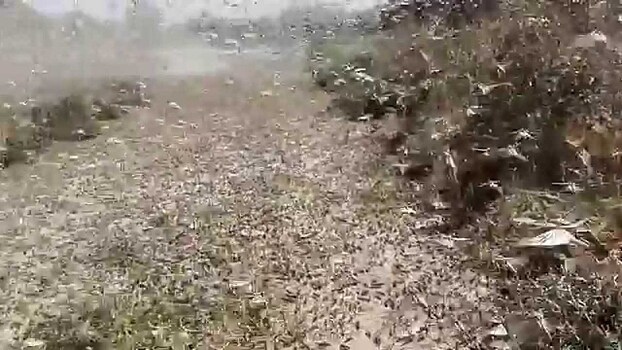 Видео: полчища голодной саранчи уничтожают поля на юге России