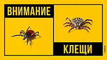 Число зараженных клещевым энцефалитом кузбассовцев вновь увеличилось