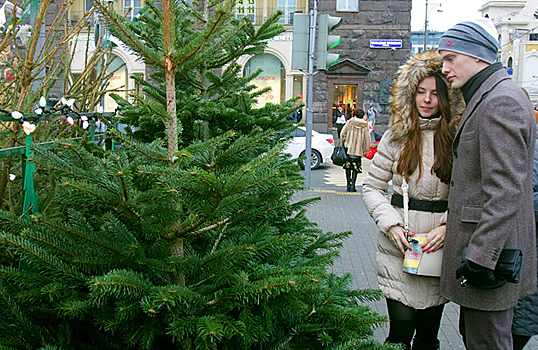 Рекордный спрос на живые елки в этом году отмечают маркетплейсы