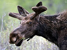 Водителю потребовалась медицинская помощь после встречи с лосем