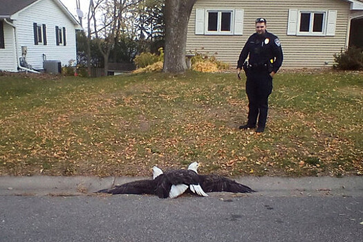 Полицейского вызвали, чтобы он разнял дерущихся орлов