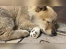 Щенка, которого сбили и похитили в Чите, вернули хозяйке