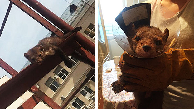 В Воронеже ищут хозяев для спасённой сотрудниками МЧС куницы