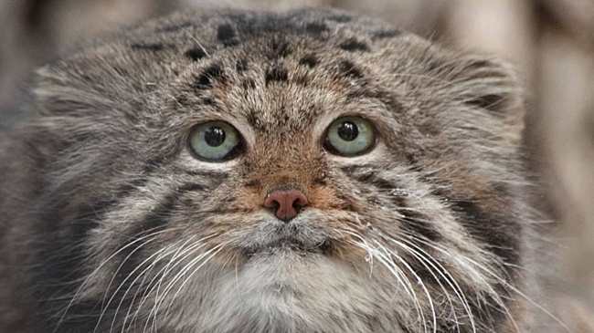 Новосибирский зоопарк простился с манулами-старейшинами