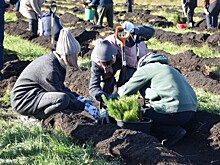 В Башкирии высадили 1,5 миллиона саженцев деревьев