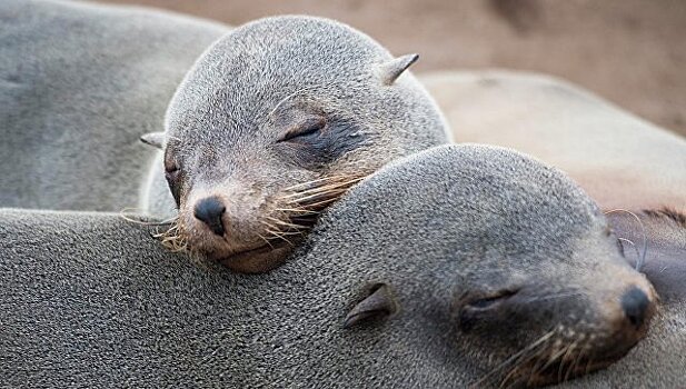 В Британии выявили причины массовой гибели тюленей