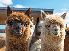 Россельхознадзор не рассматривает вопрос о допуске на рынок мяса ламы из Боливии