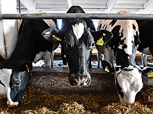 «Последний оплот остался». Производители молока просят отменить лицензию на навоз