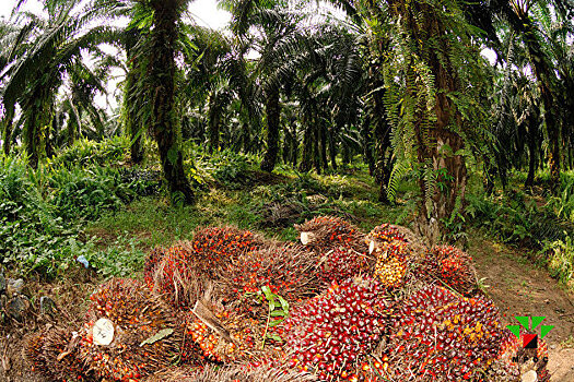 Импорт пальмового масла резко упал