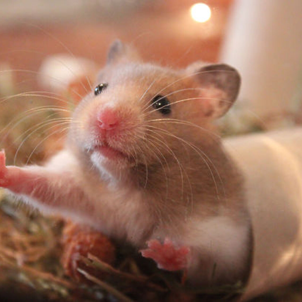 Заводить хомяка в квартире: плюсы и минусы | Хомяки в доме