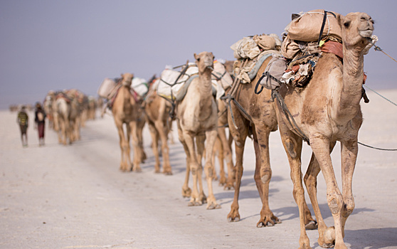 Паспорта начали выдавать верблюдам в Саудовской Аравии