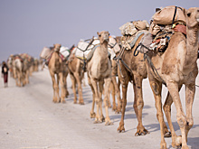 Паспорта начали выдавать верблюдам в Саудовской Аравии