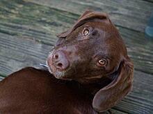 Вакцинацию кошек и собак проведут в июне на востоке столицы