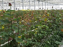 В Северной Осетии к 8 марта выведены новые сорта роз