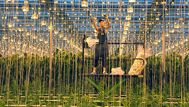 Инвестор построил в Ингушетии крупный тепличный комплекс за 300 млн рублей