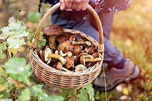 В России начался грибной сезон