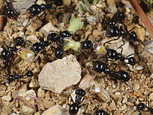 На севере США стали появляться опасные азиатские жалящие муравьи