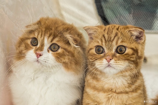 Фоторепортаж: новосибирцам показали сотню породистых кошек для богачей