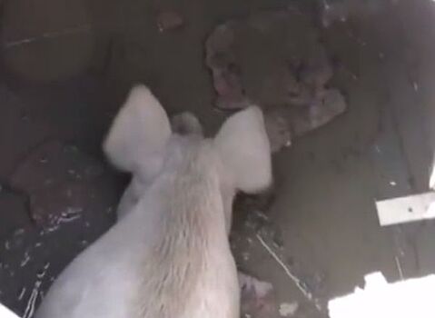 В Китае из канализации извлекли 150-килограммовую свинью