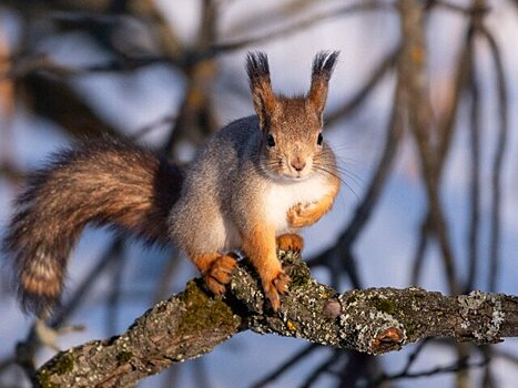 Москвичам рассказали, как определить животное по отпечаткам лап на снегу