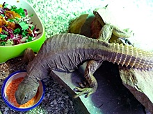 В Московском зоопарке поселились египетские шипохвосты