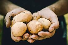 Российским аграриям перестало хватать места для хранения картофеля