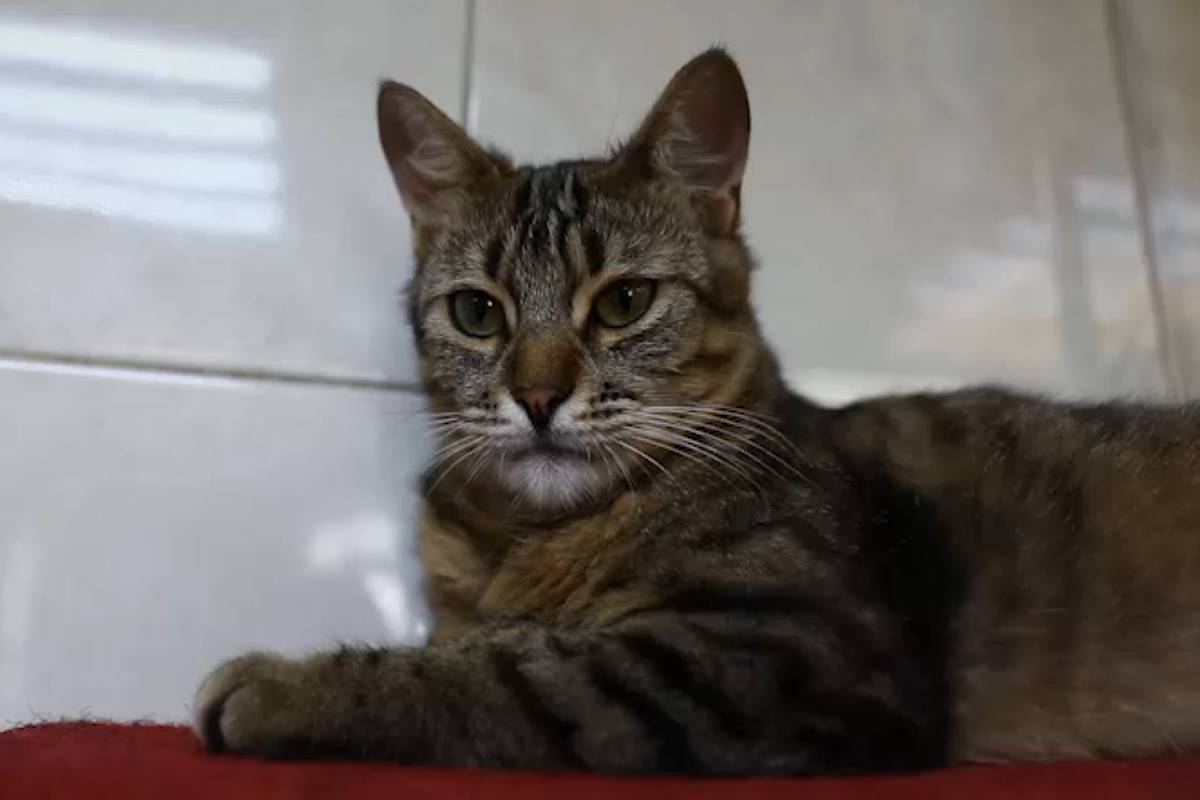 Театр Куклачева решил пополнить труппу кошками из зоны СВО