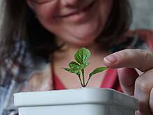 Домашний огород на подоконнике: как сделать своими руками