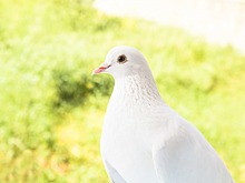 Голубиный помет парализовал парковку в Германии