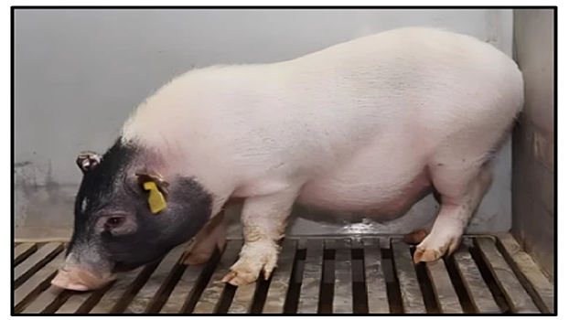 Ученые впервые успешно пересадили генетически модифицированную печень свиньи человеку