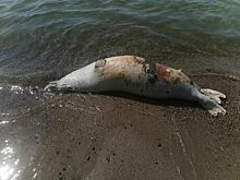 На калининградском побережье Балтики нашли четырёх мёртвых тюленей
