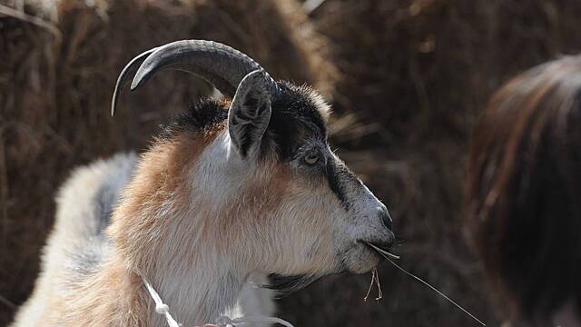Топ-3 животных, приносящих богатство и здоровье своему хозяину