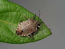 Нашествие клопов-«вонючек» в Сочи. Почему они появляются и как от них избавиться?