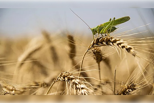 Россия экспортировала в Бурунди с начала года порядка 25 тысяч тонн пшеницы