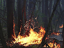 Площадь лесных пожаров в Красноярском крае превысила 1,1 тыс. га