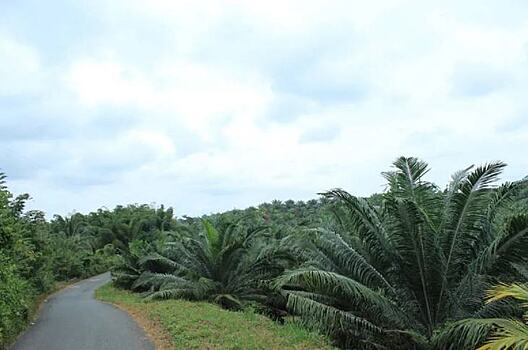 Против производства пальмового масла в Эквадоре восстали мелкие фермеры