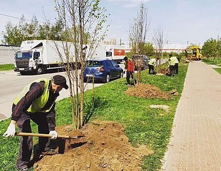 В Реутове появилась липовая аллея