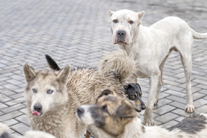 Хозяин напавших на мужчину собак в Перми оправдывает своих питомцев