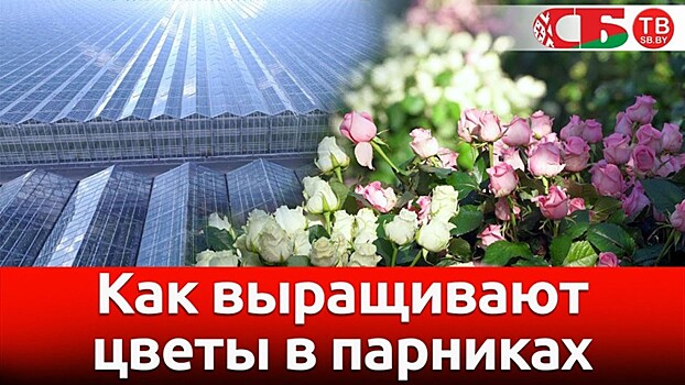 Белоруссия завалила Россию цветами. Российским цветоводческим хозяйствам грозят массовые банкротства
