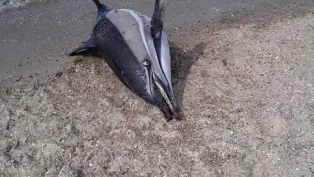 В Крыму продолжают гибнуть дельфины