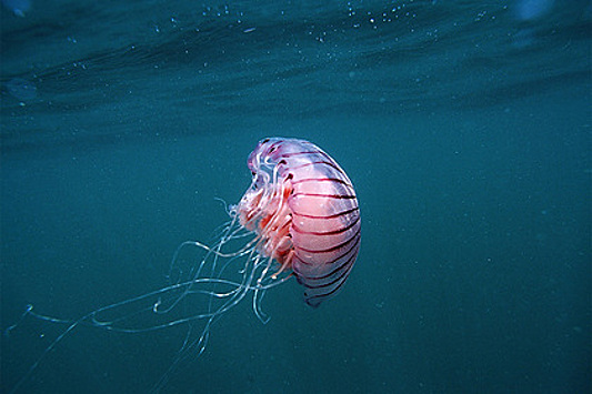 Тысячи медуз с ядовитым жалом заполонили общественные пляжи