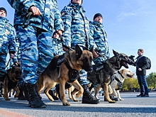 Губернатор проверил работу конных патрулей и кинологов